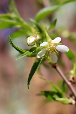 Prunus rufa - slivoň - květ